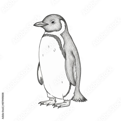 Pen and ink drawing of a penguin standing, white background