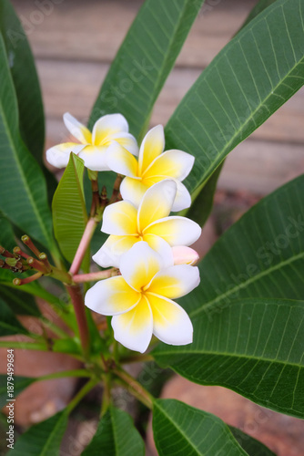 Frangipani flowers with green leaves in background, Thailand.