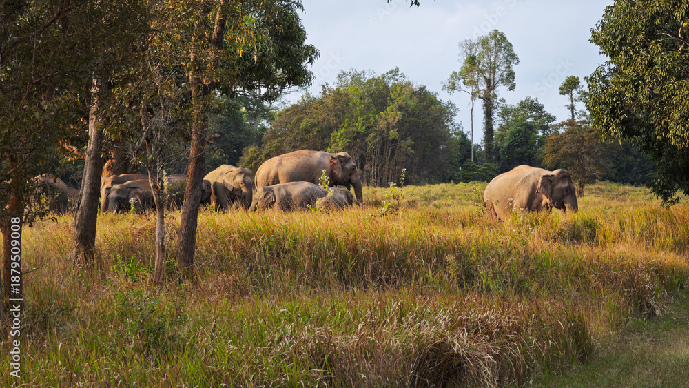 Naklejka premium A herd of elephants is marching up a hill in the savanna grassland of Khao Yai National Park, Thailand.