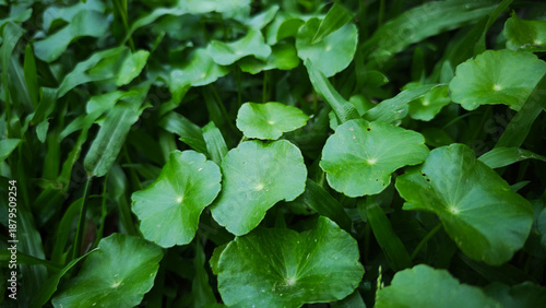 Wallpaper Mural Green gotu kola in the garden Torontodigital.ca