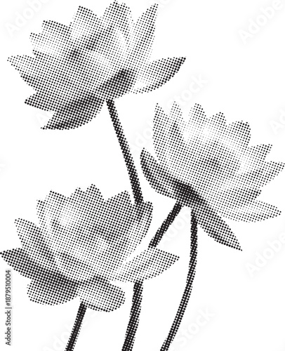 Elegant black-and-white lotus flowers in bloom arranged as a minimalist floral composition. Soft gradients and delicate petals create a calm, balanced, and timeless aesthetic. Ideal for nature themes,