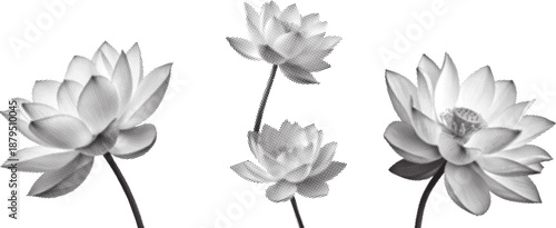 Elegant black-and-white lotus flowers in bloom arranged as a minimalist floral composition. Soft gradients and delicate petals create a calm, balanced, and timeless aesthetic. Ideal for nature themes,