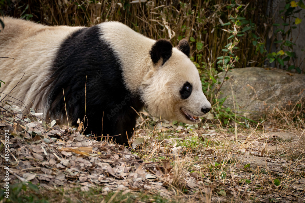 Obraz premium 歩いているパンダ