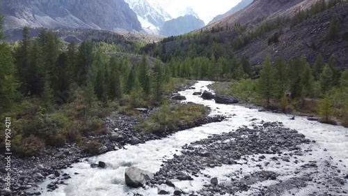 Autumn in the mountains. The yellow forest of larch. Flying on a drone