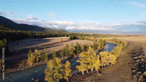 Autumn in the mountains. The yellow forest of larch. Flying on a drone