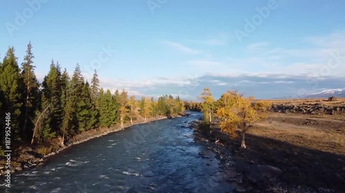 Autumn in the mountains. The yellow forest of larch. Flying on a drone