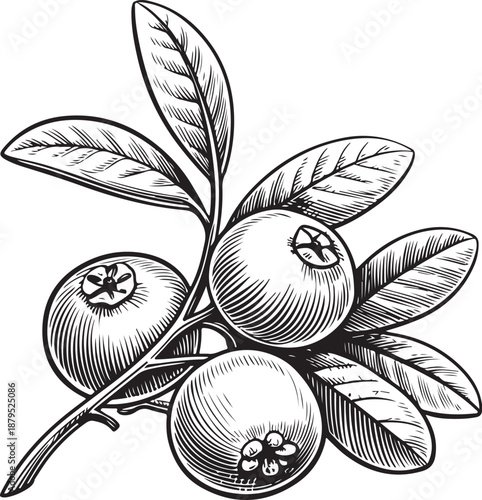 Cranberries (Cranberry Berries) Hand-drawn Sketch Drawing Vector Illustration, Line Linear Symbol Engraving Coloring Book, Black and White Isolated
