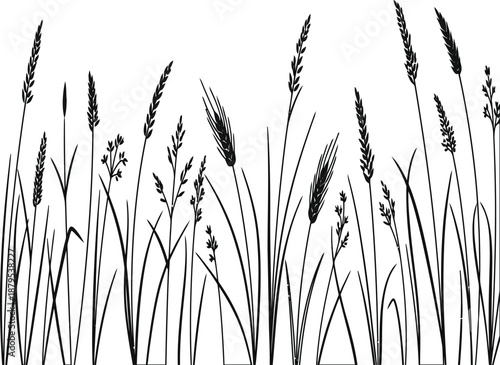 Silhouetted tall wild grass and reeds against a white background creating contrast and minimalist natural scene. Black and White Meadow Plants Silhouette Wild Grasses and Cereals Illustration.
