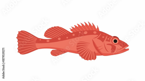 Red, spiny-finned fish with small spots, isolated on white background