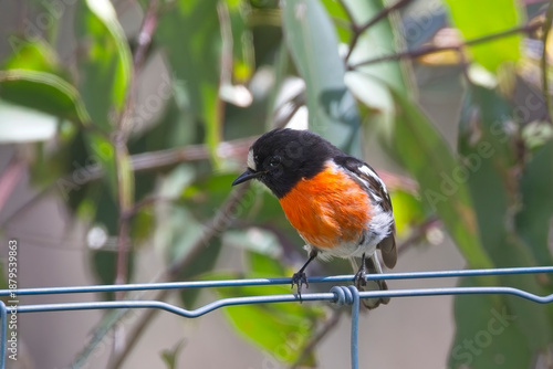 Scarlet Robin, (Petroica boodang), male perched on a wire fence, South Australia.