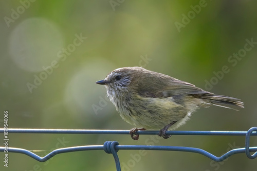 Striated Thornbill (Acanthiza lineata) perched on a wire fence, South Australia.