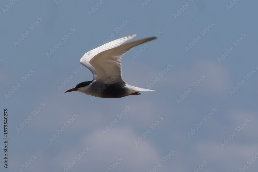 Obraz premium Whiskered Tern (Chlidonias hybrida) adult in flight against a blue sky, South Australia.