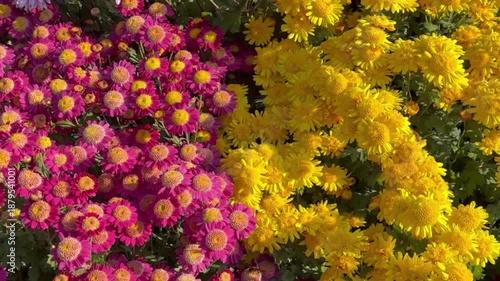 Wallpaper Mural colorful flowers in the garden Torontodigital.ca