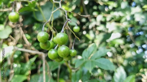 Closeup of Solanum torvum turkey berry devil's fig plant swaying gently in tropical wind