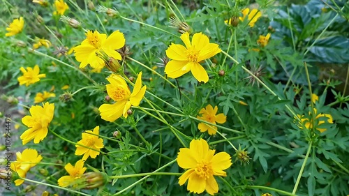 closeup of a vibrant yellow cosmos flower, like a miniature sunburst,brightening the landscape