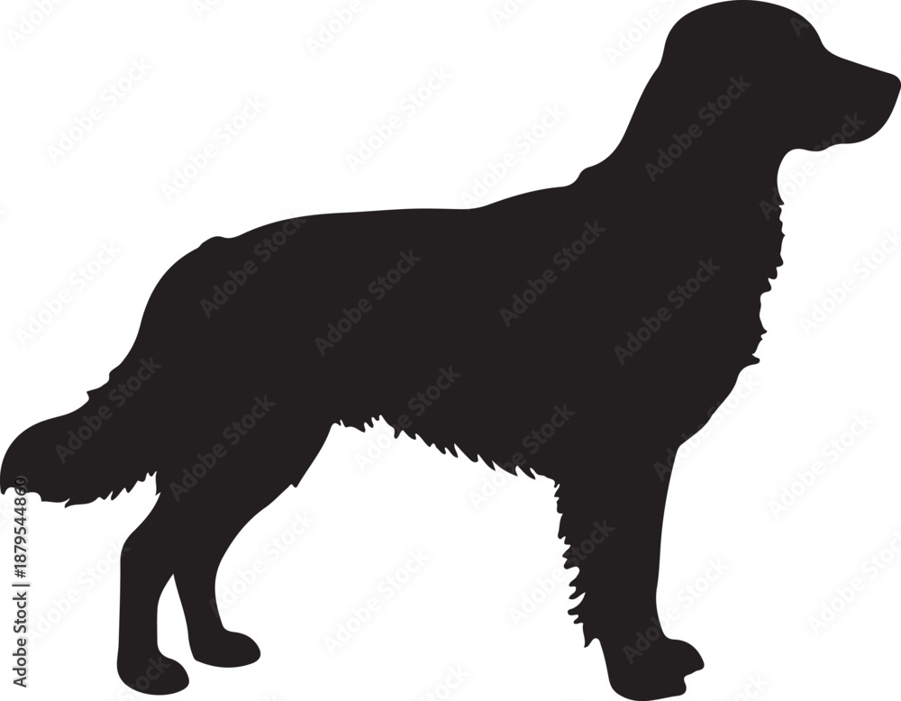 Obraz premium Leo dog in silhouette white background.