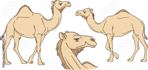 A collection of digitally drawn camels in various poses against a transparent background. The camels are rendered with a soft, warm color palette dominated by shades of tan and beige, with subtle vari