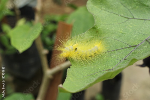 This photo shows a small yellow hairy caterpillar resting on a green leaf, captured in close-up with natural lighting and a blurred background.