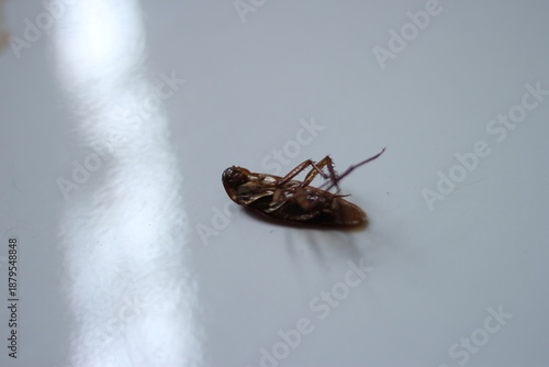 This photo shows a dead cockroach lying on its back on a clean, white surface, with its legs curled upward. The image has a minimal background and focuses on the insect in a simple