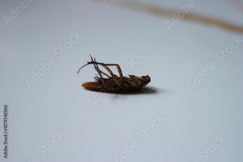 This photo shows a dead cockroach lying on its back on a clean, white surface, with its legs curled upward. The image has a minimal background and focuses on the insect in a simple