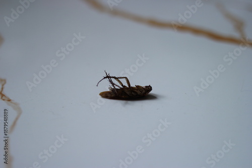 This photo shows a dead cockroach lying on its back on a clean, white surface, with its legs curled upward. The image has a minimal background and focuses on the insect in a simple