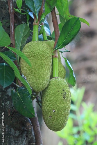 Close-up of young green jackfruits growing on a tree trunk in a tropical garden. Fresh Artocarpus heterophyllus hanging on the branch. Organic tropical fruit agriculture in Indonesia. Texture of jackf