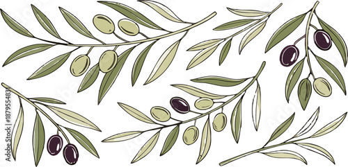 A collection of olive branch illustrations on a transparent background, featuring various arrangements and orientations. The branches display green leaves and olives, with some olives being green and 
