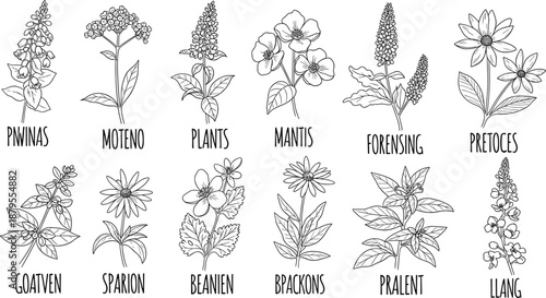 Fictional botanical illustration, creative plant drawing, stylized flower sketch, black white design, fantasy flora, nature art, labeled specimens
