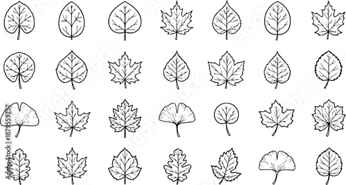 Leaf Variety: Hand-Drawn Botanical Illustrations