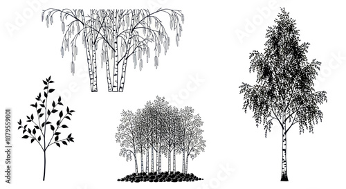 Collection of birch trees in different styles and sizes.