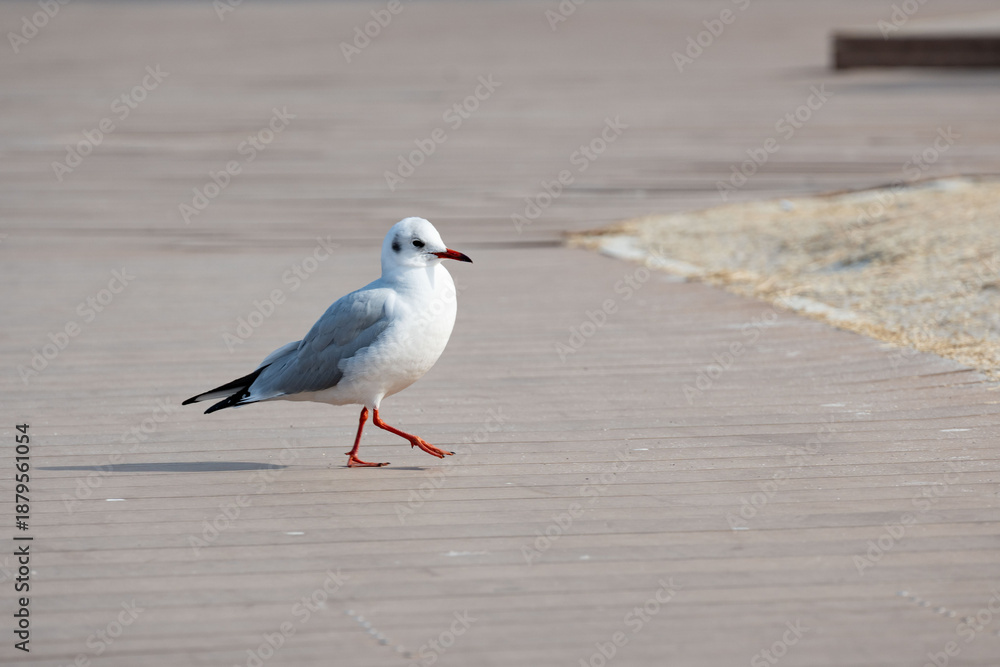 Obraz premium デッキを歩くかもめ