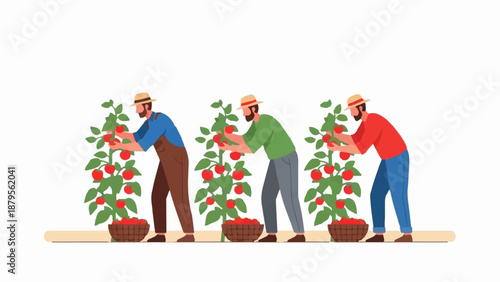 Three farmers harvest ripe red tomatoes from plants in baskets