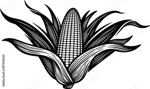 Detailed black and white corn illustration with husk, vintage engraved style maize artwork, agricultural vegetable design for farm, food, and produce themes