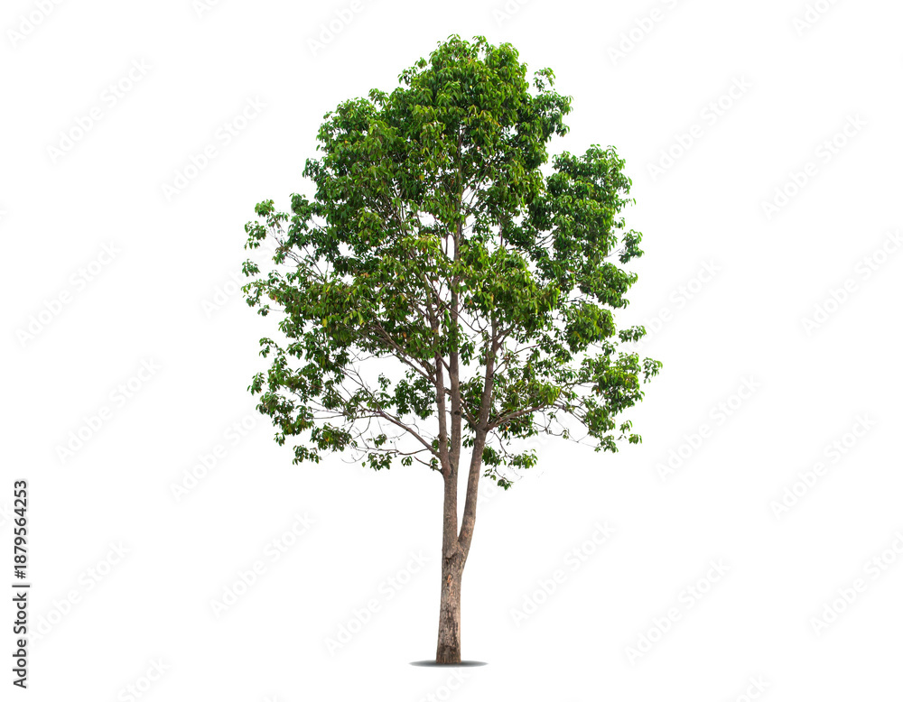 Fototapeta premium Single green tree isolated on white background