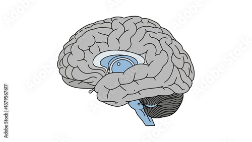 Human Brain Anatomy Side View Illustration.