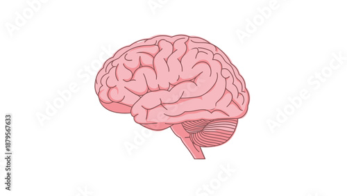 Human Brain Illustration Isolated on White Background.