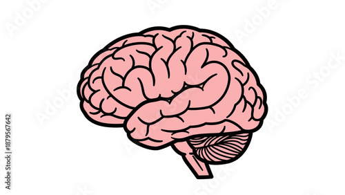 Human Brain Illustration - A Detailed Look at the Minds Core.