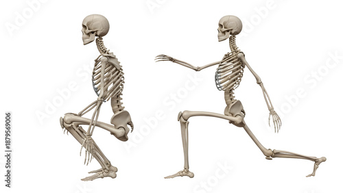 Two human skeleton models posing in lunging and squatting positions isolated on white background, anatomy concept, medical education tool