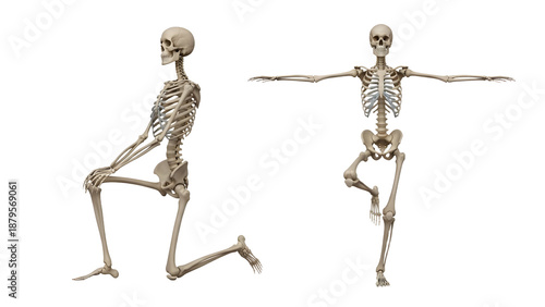 Wallpaper Mural Two human skeletons posing isolated on black background, anatomy models for education and medical study Torontodigital.ca