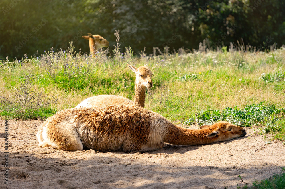 Obraz premium Lama cub on a sunny desert field 