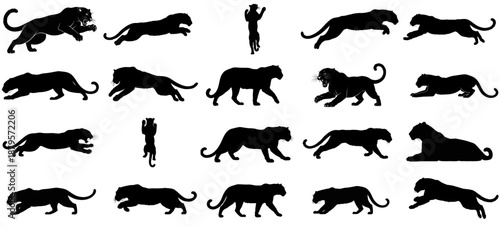 nocturnal prowess a striking collection of elusive feline forms, capturing raw instinct and unseen motion, vector isolated on transparent background