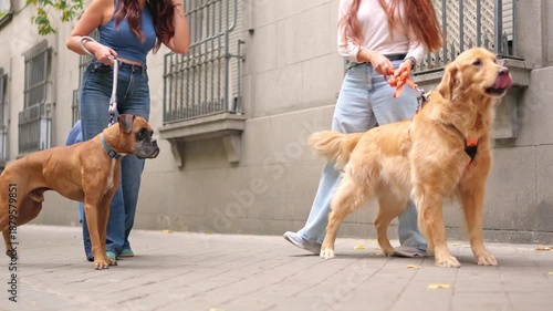 Embarrassing boxer dog humping another dog in public