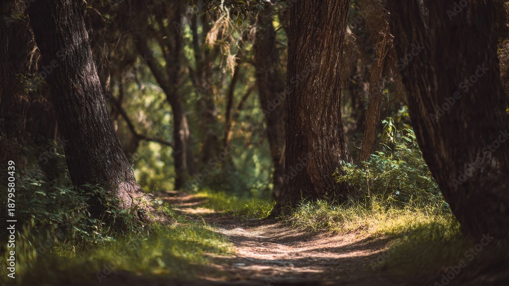 Obraz premium Forest Path Through Trees