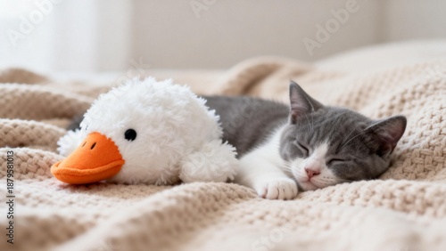 Sleeping kitten with duck toy