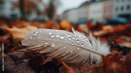 Wet feather resting on autumn leaves outdoors