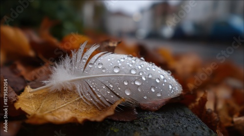 White feather with water droplets on autumn leaves