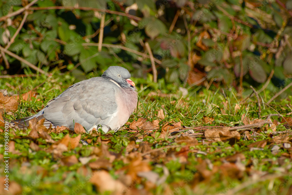 Obraz premium Common wood pigeon resting on the ground among autumn leaves in natural habitat