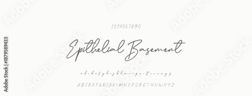 Signature Font Uppercase Lowercase And Number. Script Font Calligraphy Logotype  elegant Font Type Font lettering handwritten. vector illustration