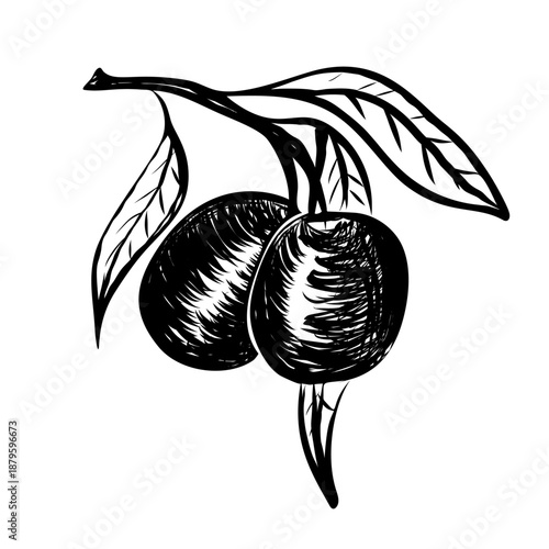 Hand drawn olive branch. Contemporary minimal art. Sketch illustration, vintage crayon charcoal style. Best for package, menu designs