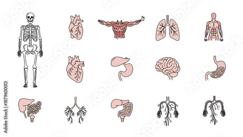 Medical Body Systems Line Icon Set – Skeleton, Muscles, Organs, Nerves, Blood Vessels